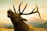 A majestic elk with large, impressive antlers is captured against a scenic backdrop of mountains and a clear sky. The elk's head is tilted slightly upward, highlighting the grandeur of its antlers.