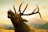 A majestic elk with large, impressive antlers is captured against a scenic backdrop of mountains and a clear sky. The elk's head is tilted slightly upward, highlighting the grandeur of its antlers.