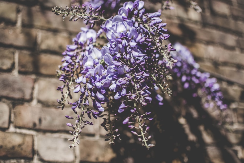 Selektive Fokusfotografie einer violettblättrigen Blütenpflanze