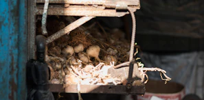 Close-up of black garlic bulbs drying naturally under soft daylight in a rustic wooden crate