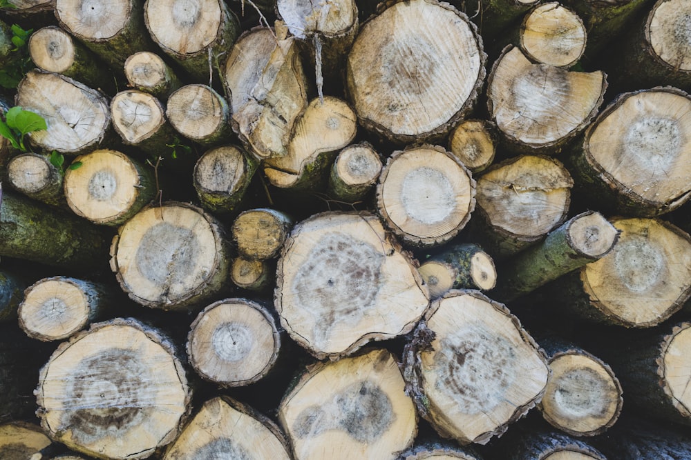 catasta di tronchi di legno