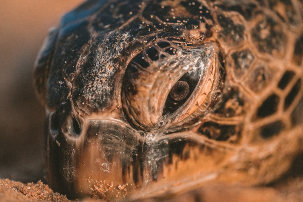 macro photography of black and brown sea turtle