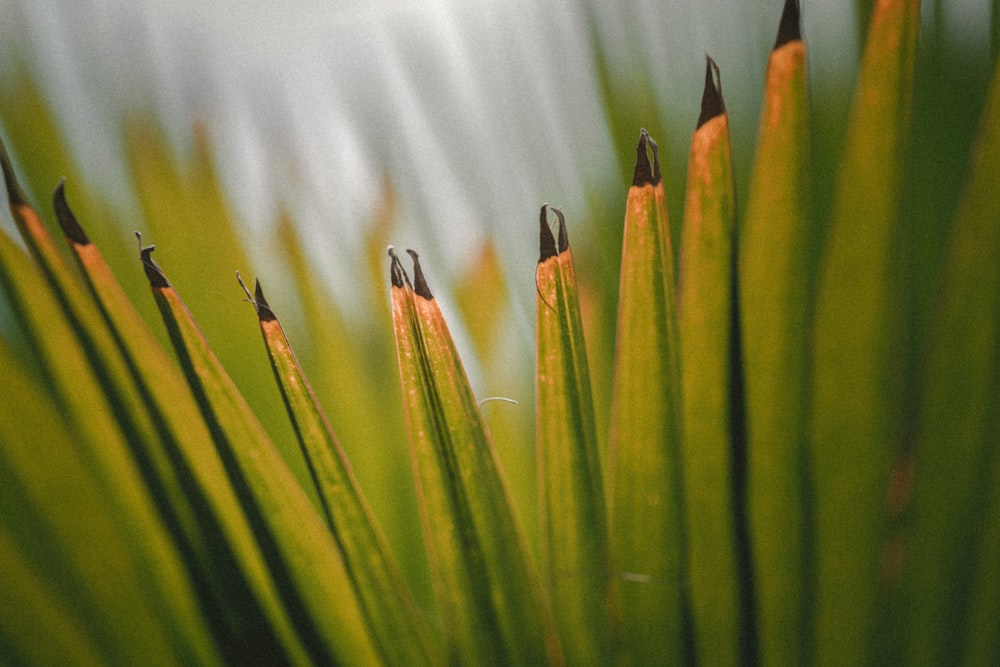 green plant leaf in close-up photography at daytime