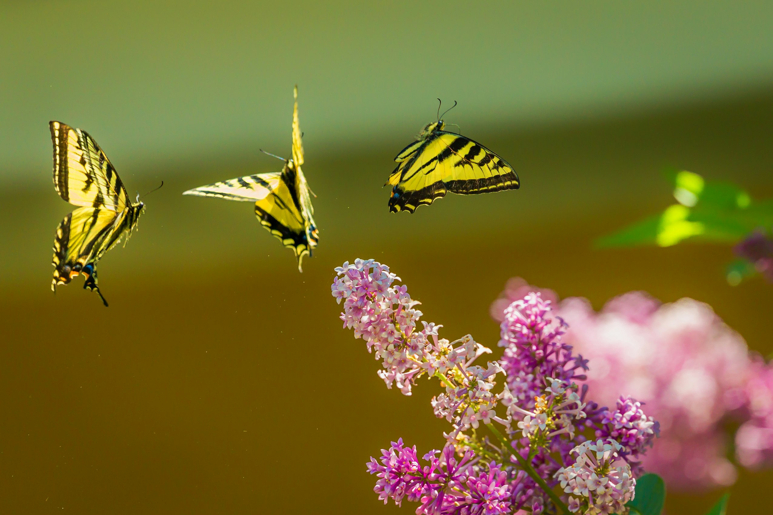 Researchers: 80 Percent Drop in Butterflies in North Florida