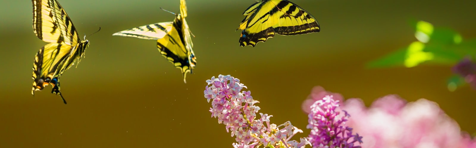 Порхающие бабочки фото Порхающие бабочки фото