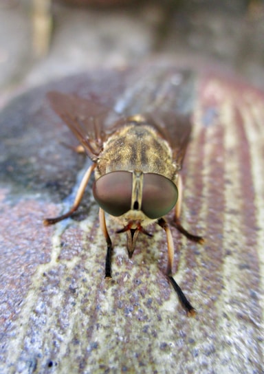 A close-up of a fly perched on a textured surface, showcasing its large compound eyes and transparent wings. The fly's body displays subtle color variations in browns and greens, and its legs are spread out for balance.