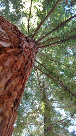 Close-up view of a tall tree trunk, looking upwards into the branches and leaves. The tree appears robust with a textured bark, and sunlight filters through the dense green foliage.
