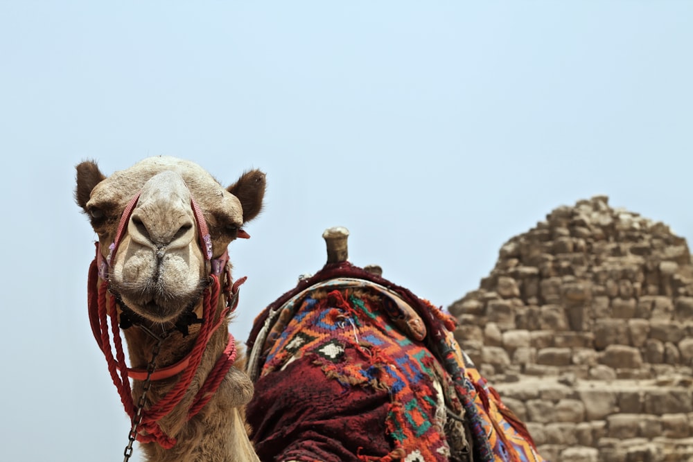 camelo ao longo de grande rocha marrom