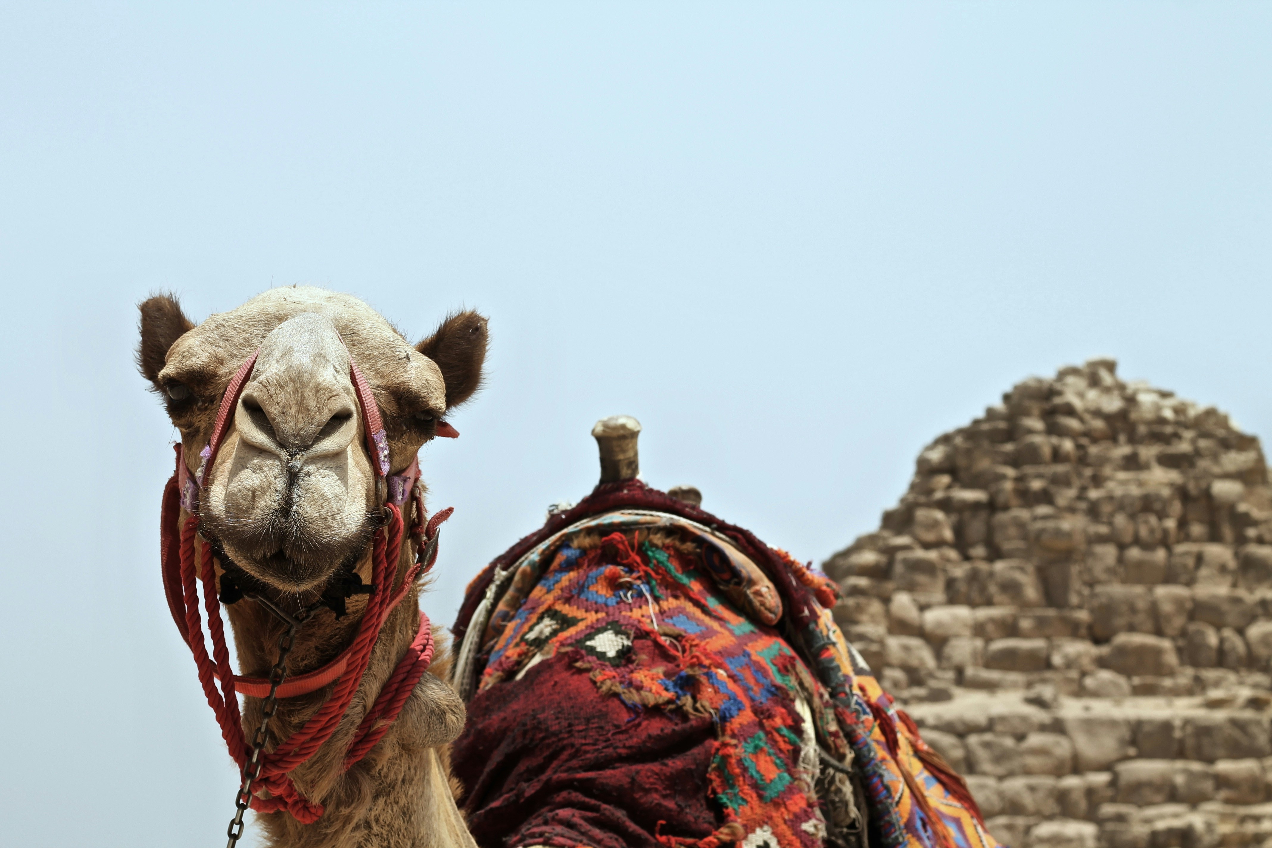 Egypts Changing Currency: A Historical Overview