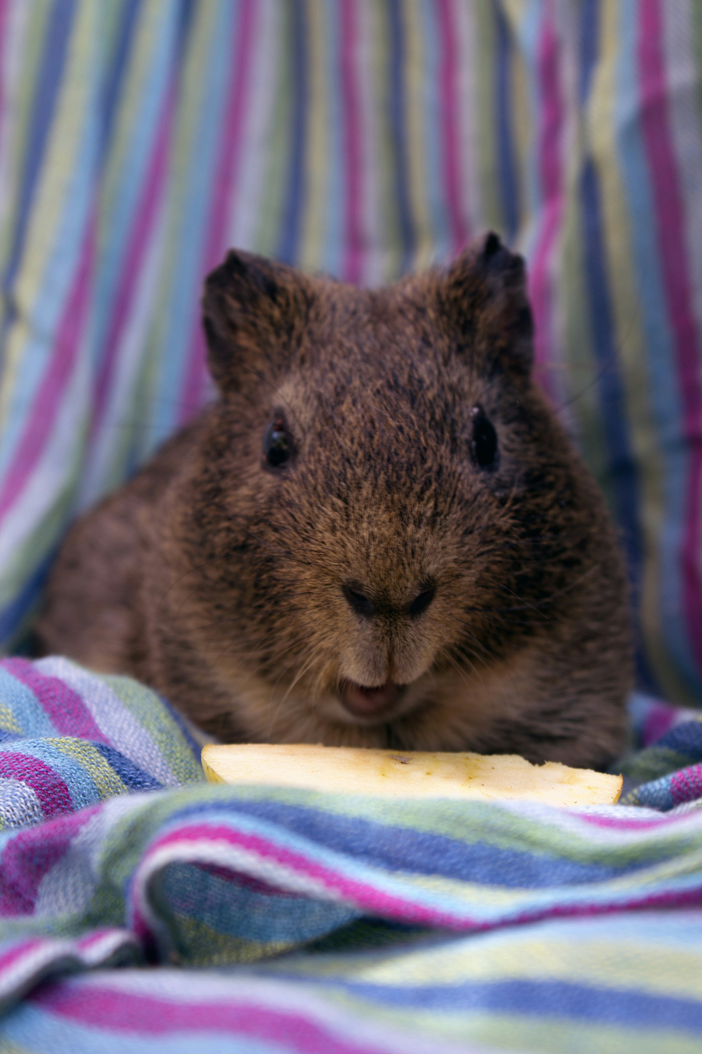 Free Unsplash photo from Ana Oliveira