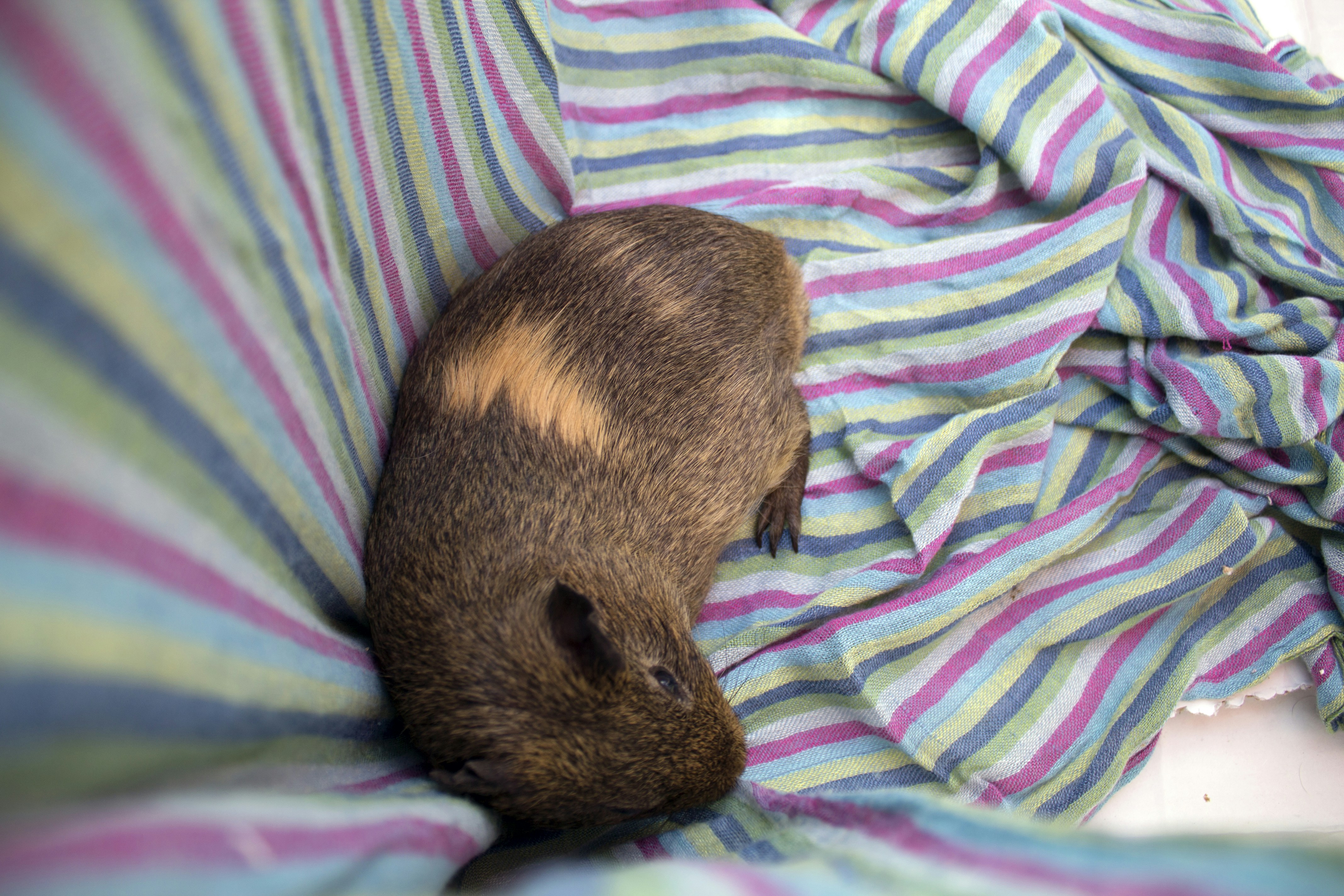 Free Unsplash photo from Ana Oliveira