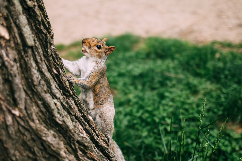 brown and white squirrel climbing on tree