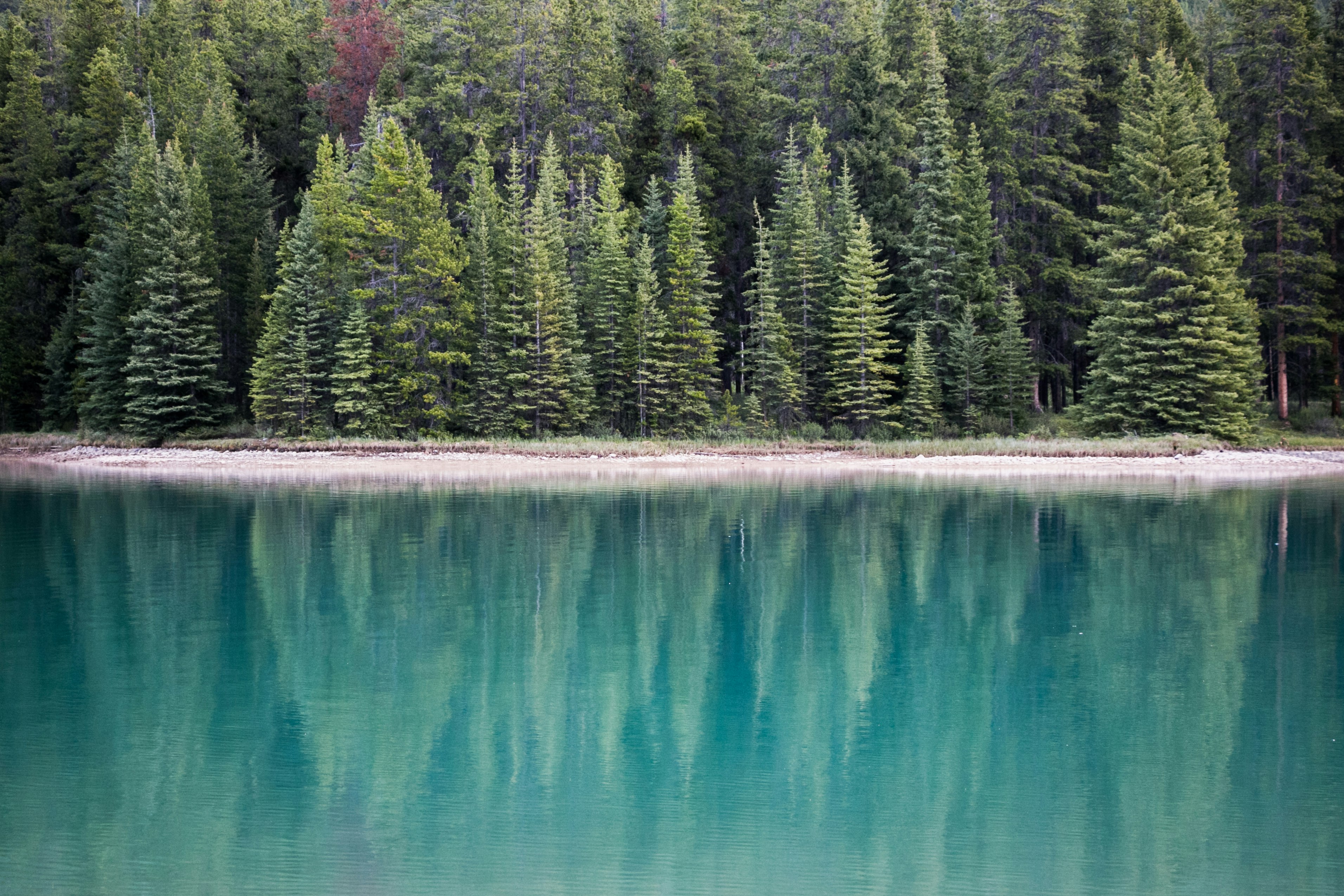 landscape photography of lake near pine trees