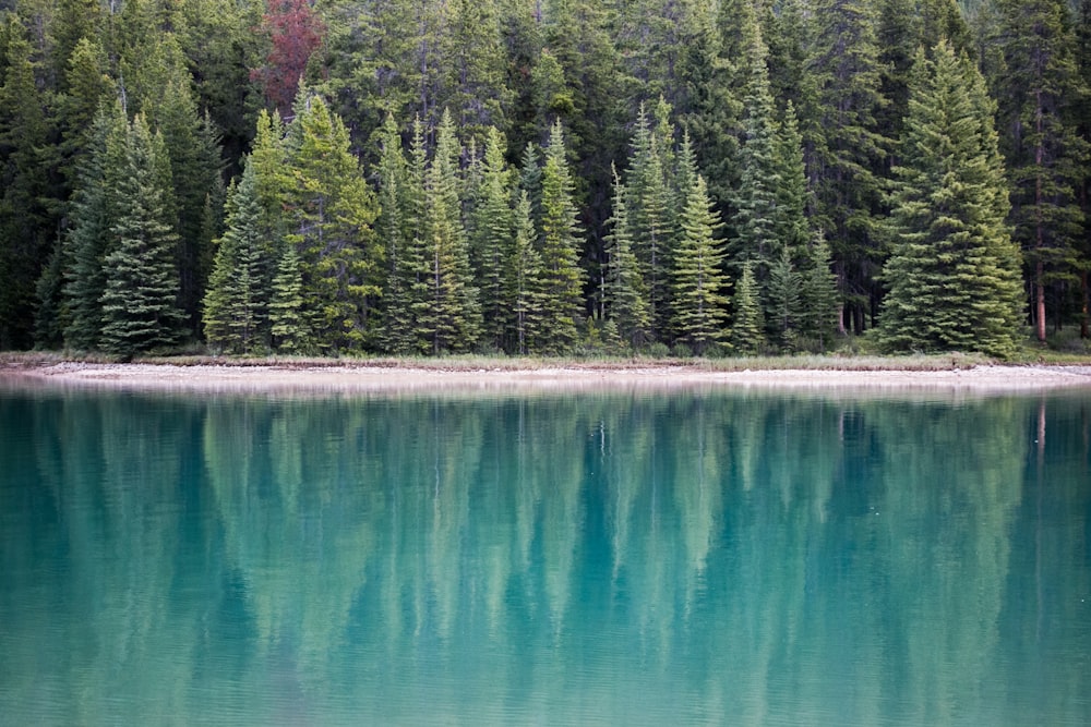 fotografia di paesaggio del lago vicino ai pini