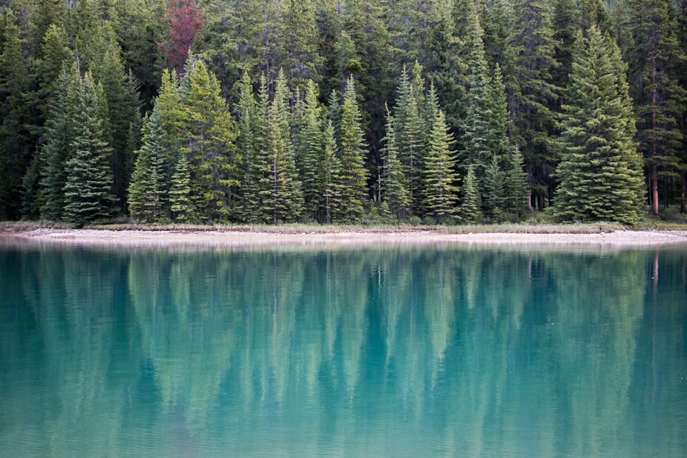 Fotografía de paisaje de lago cerca de pinos