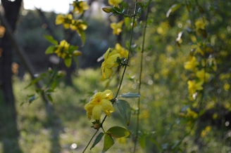 Yellow flowers bloom on a vine amidst a blurred green background, suggesting a natural and serene outdoor setting. The focus is on the vibrant petals and leaves, creating a sense of calm and tranquility.