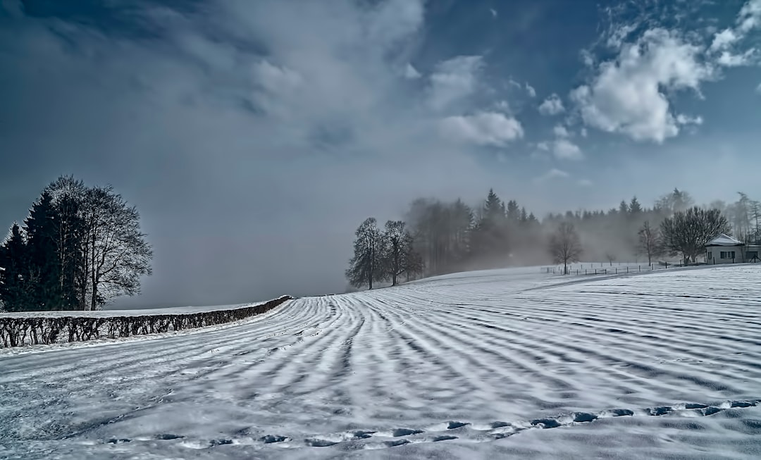 snow covered field across pine trees