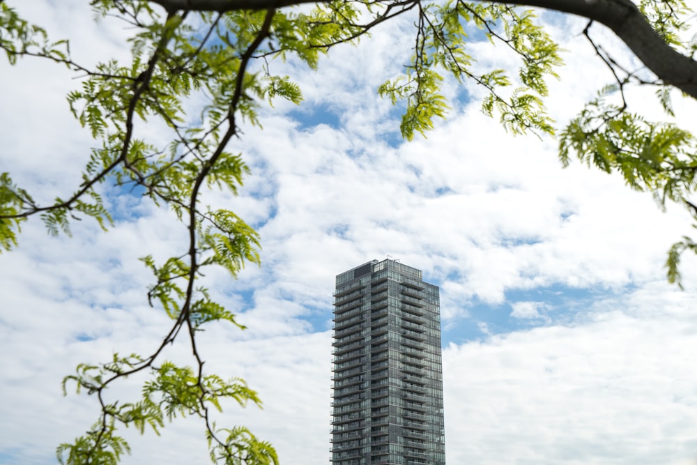 green-leafed tree during daytime