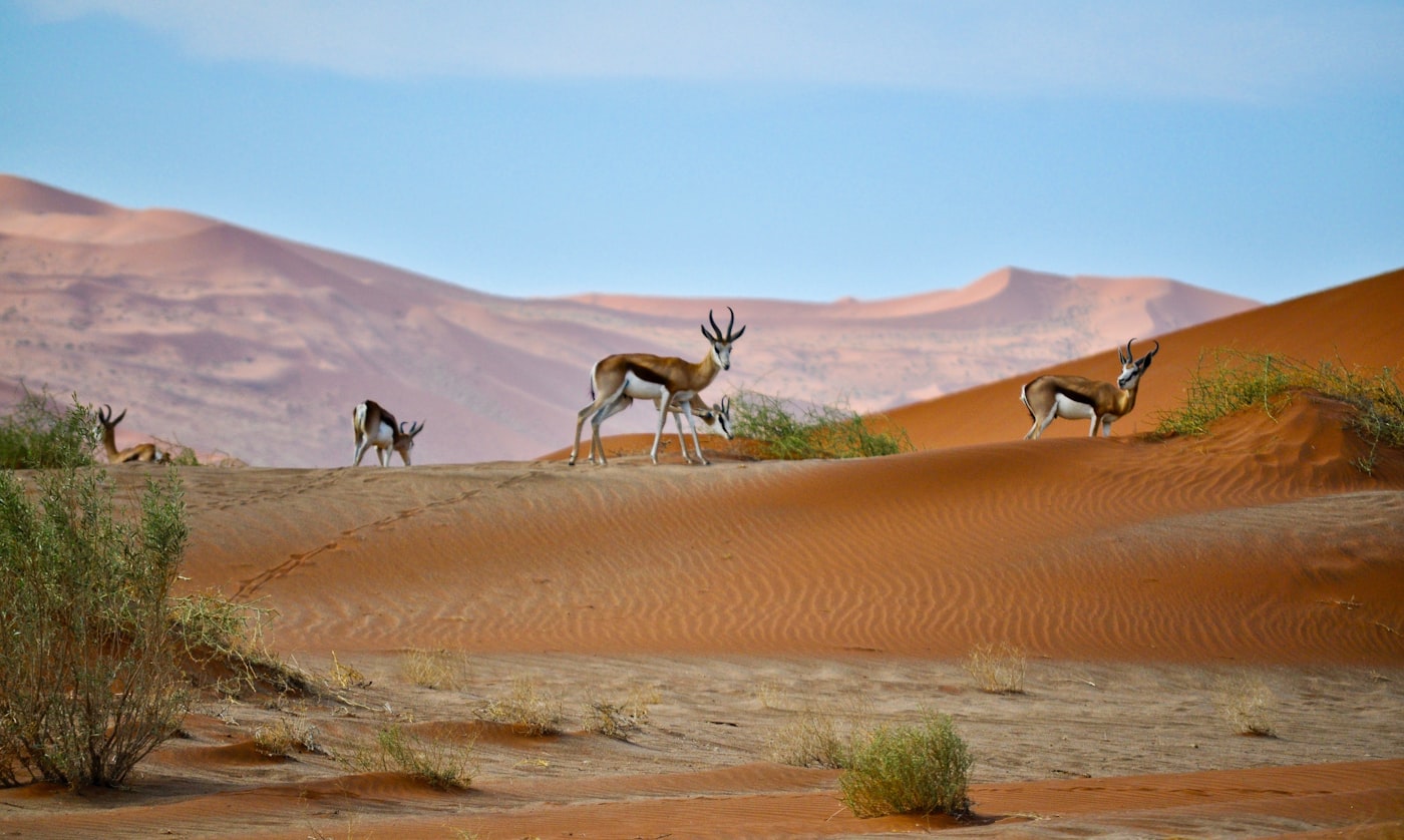 Vast desert landscape of Namibia with red dunes under a clear sky