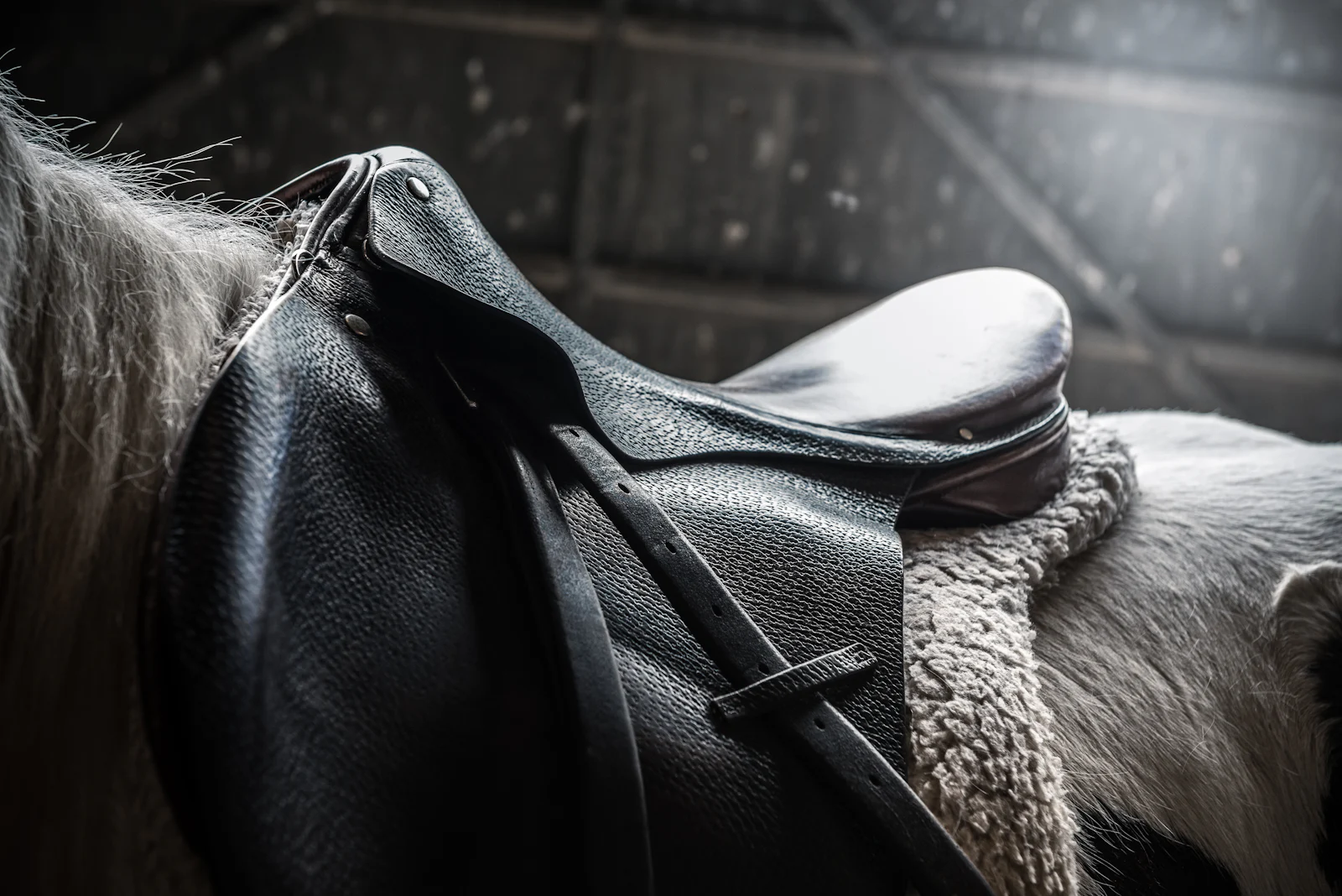 A horse in black leather harness, photographed close.