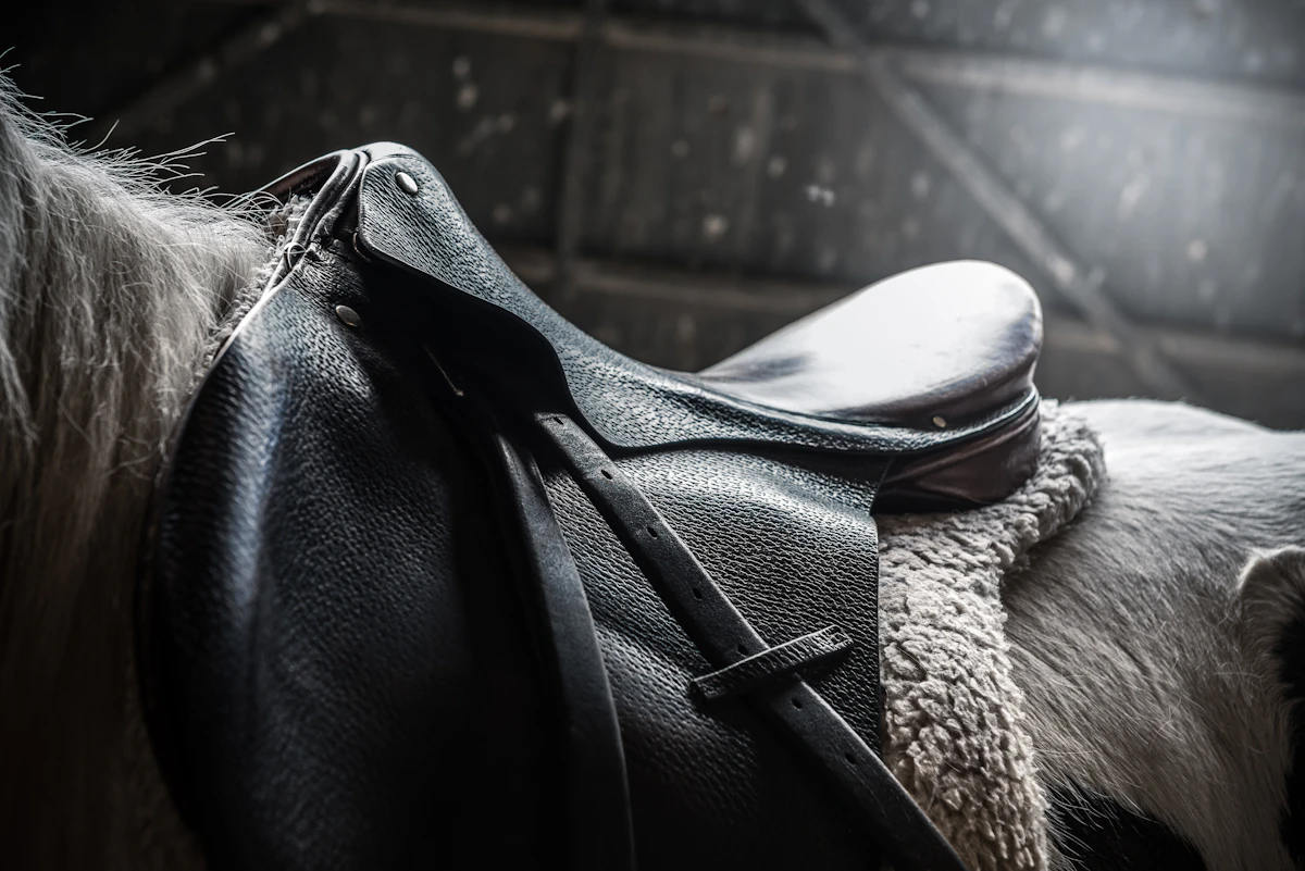 Close view of a horse fitted with a leather saddle