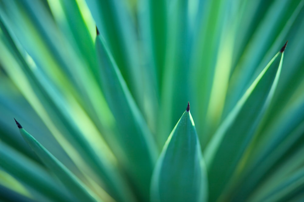 Planta de cobra verde em fotografia de perto