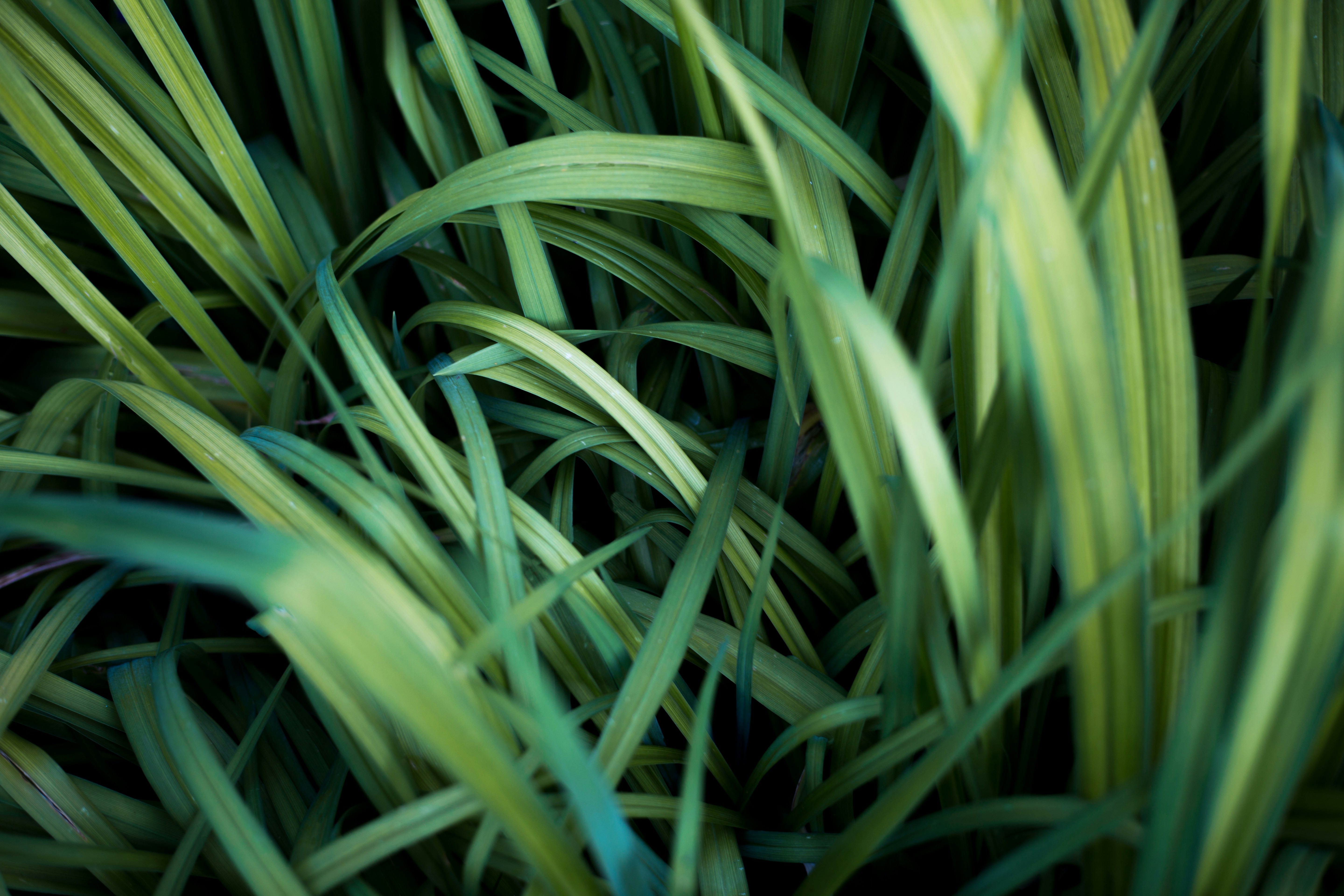 Free Unsplash photo from Dimitri Tyan