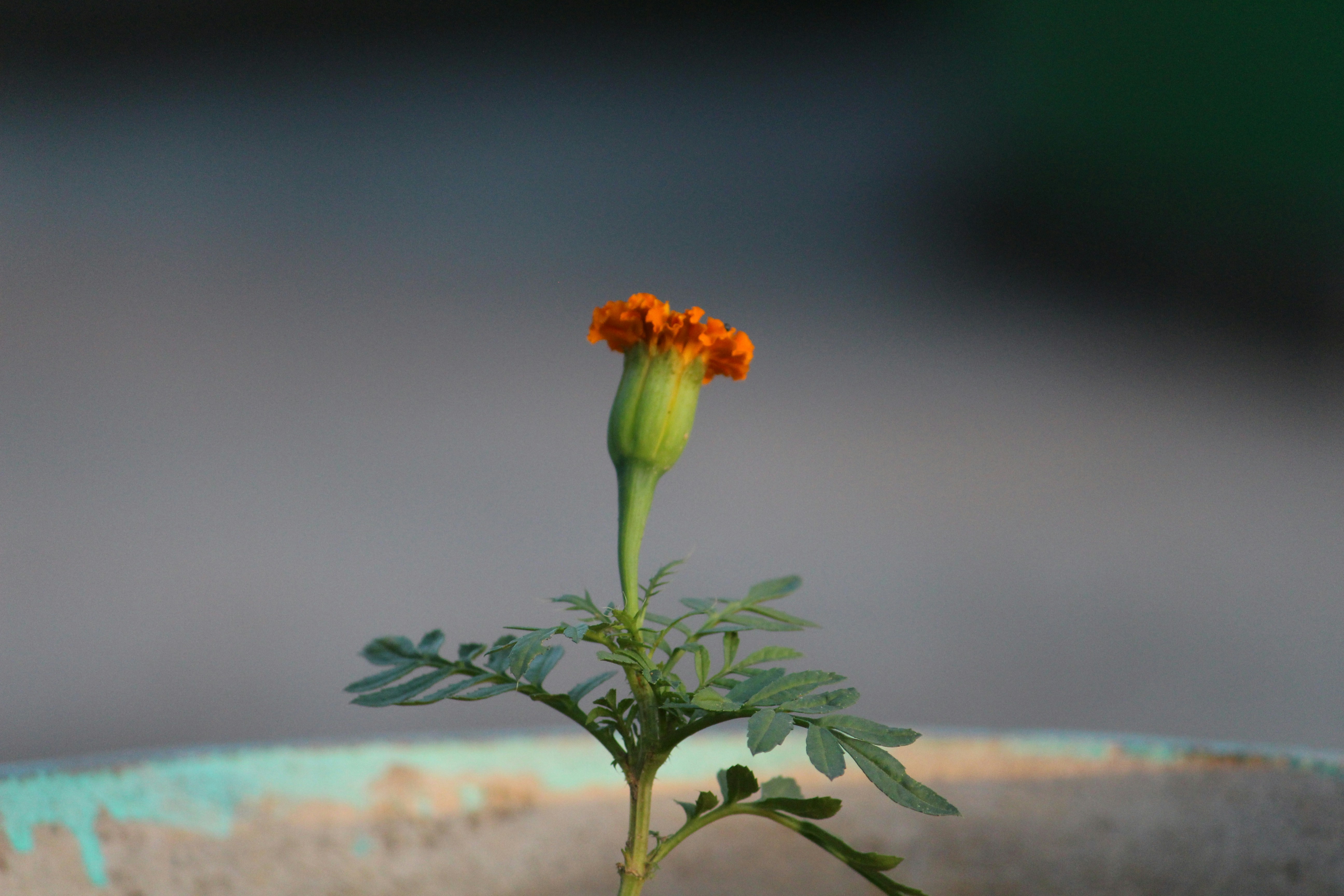 Free Unsplash photo from spinder singh