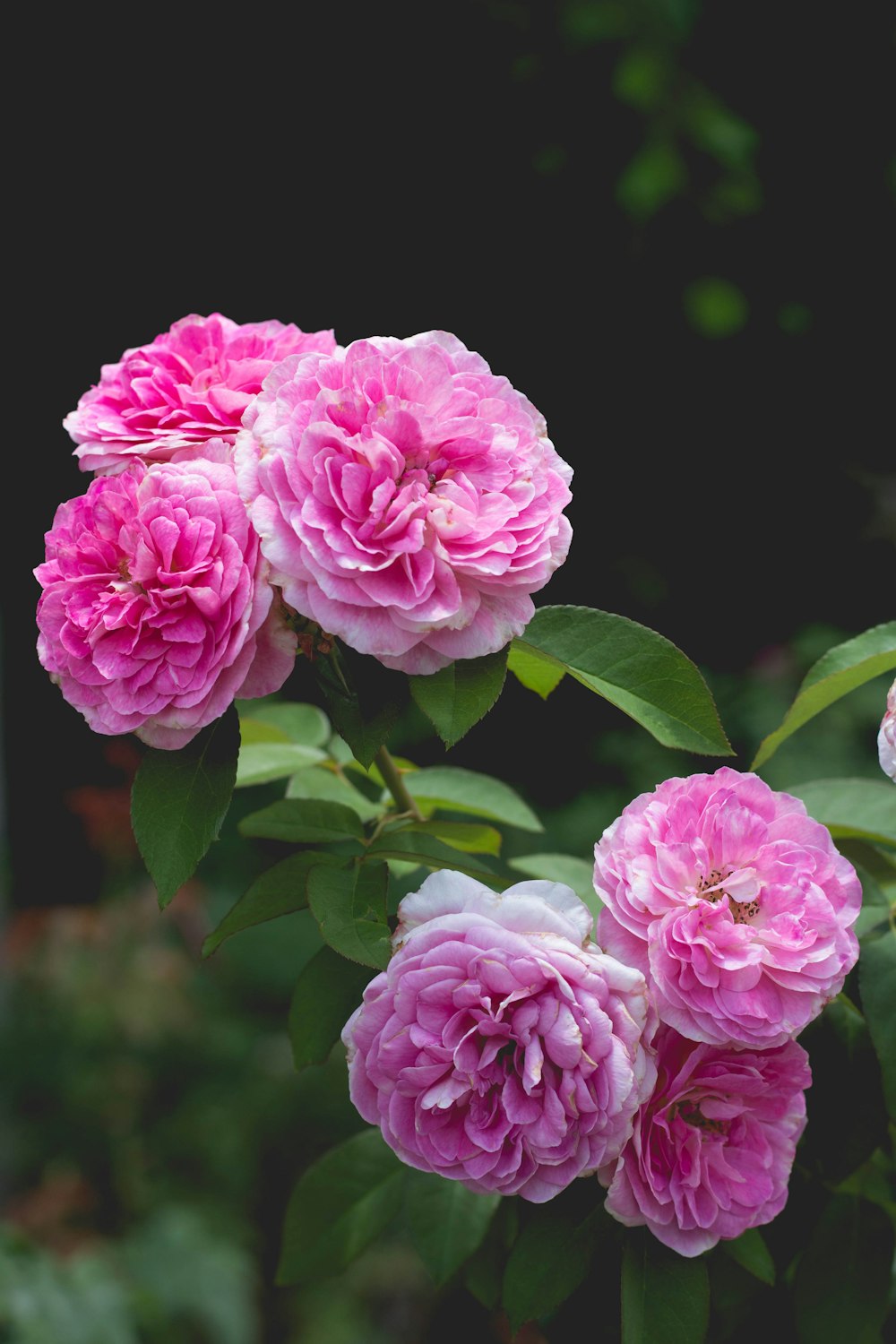 cluster of pink roses