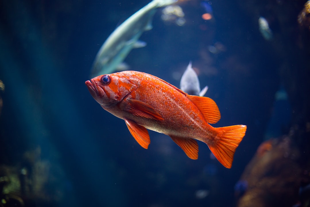 underwater photography of red fish,
