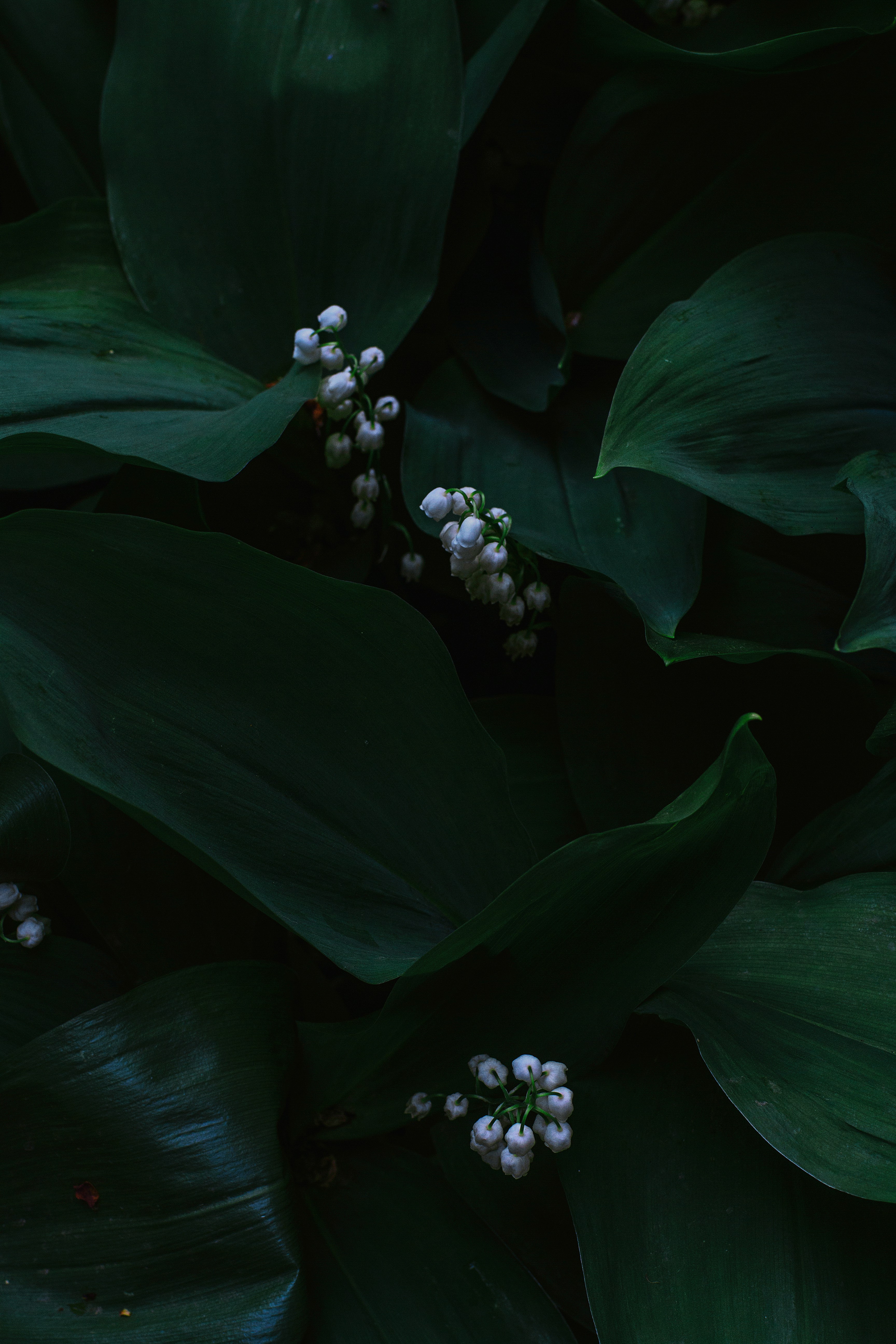 Free Unsplash photo from Roksolana Zasiadko