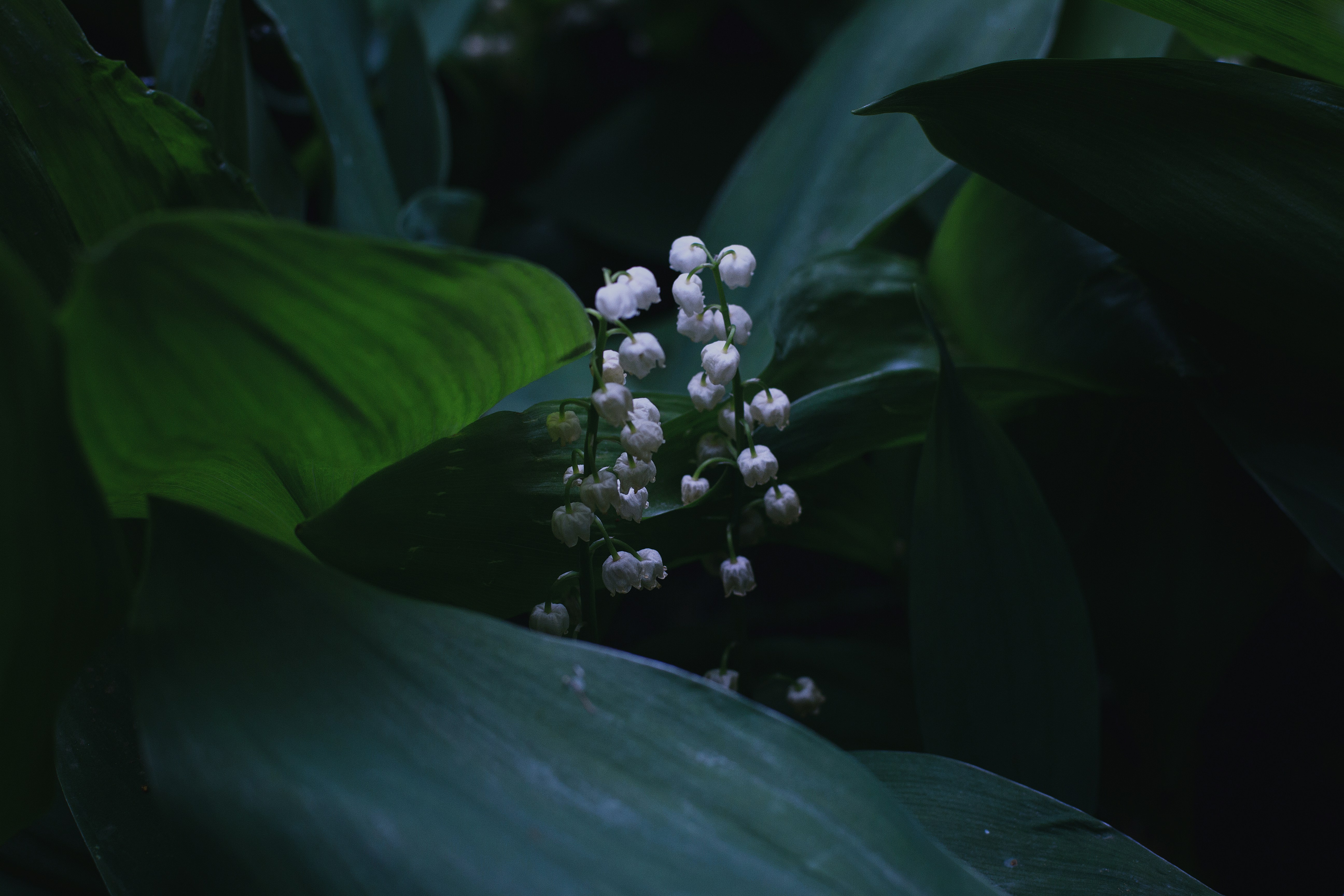 Free Unsplash photo from Roksolana Zasiadko