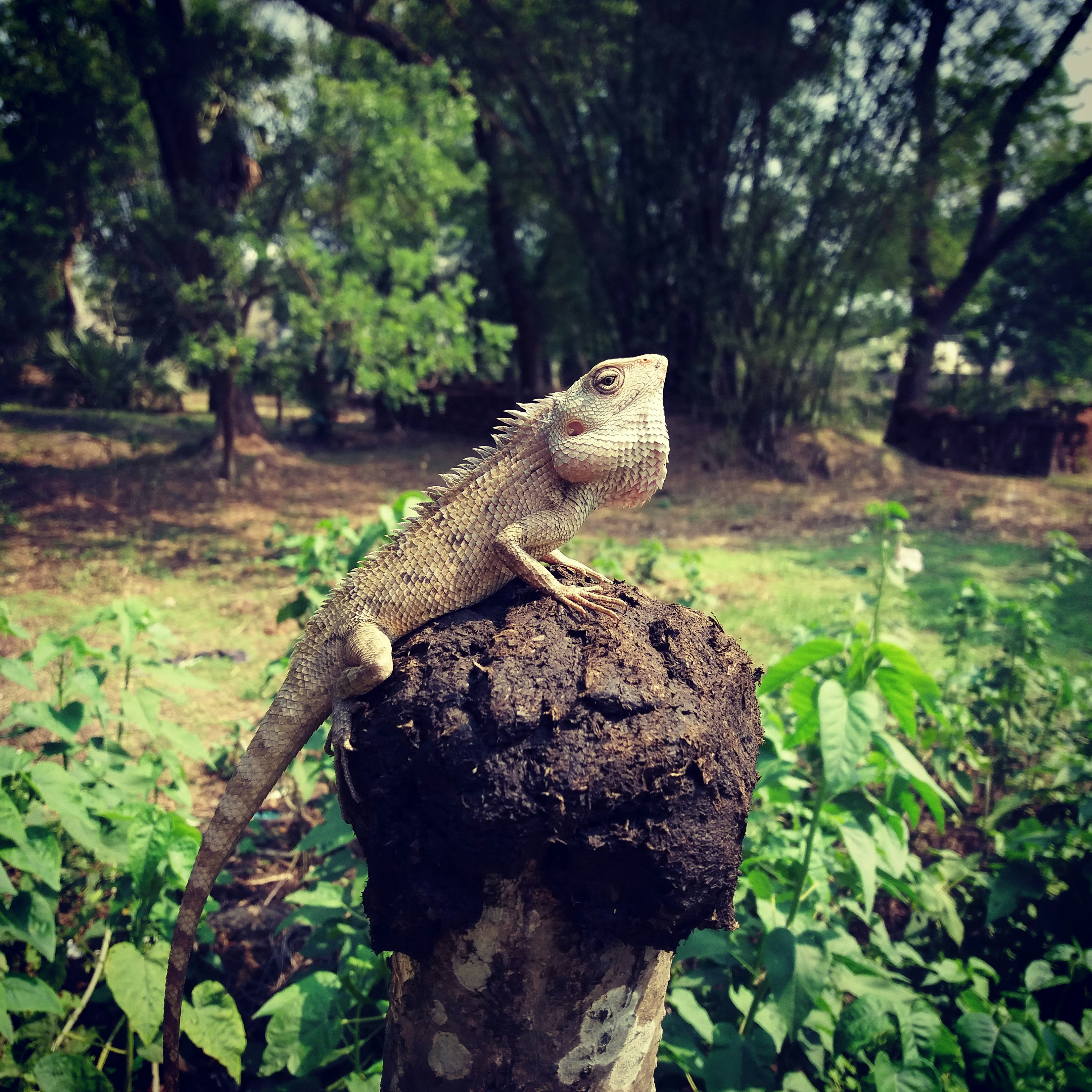 Free Unsplash photo from Manas Ranjan Maharana