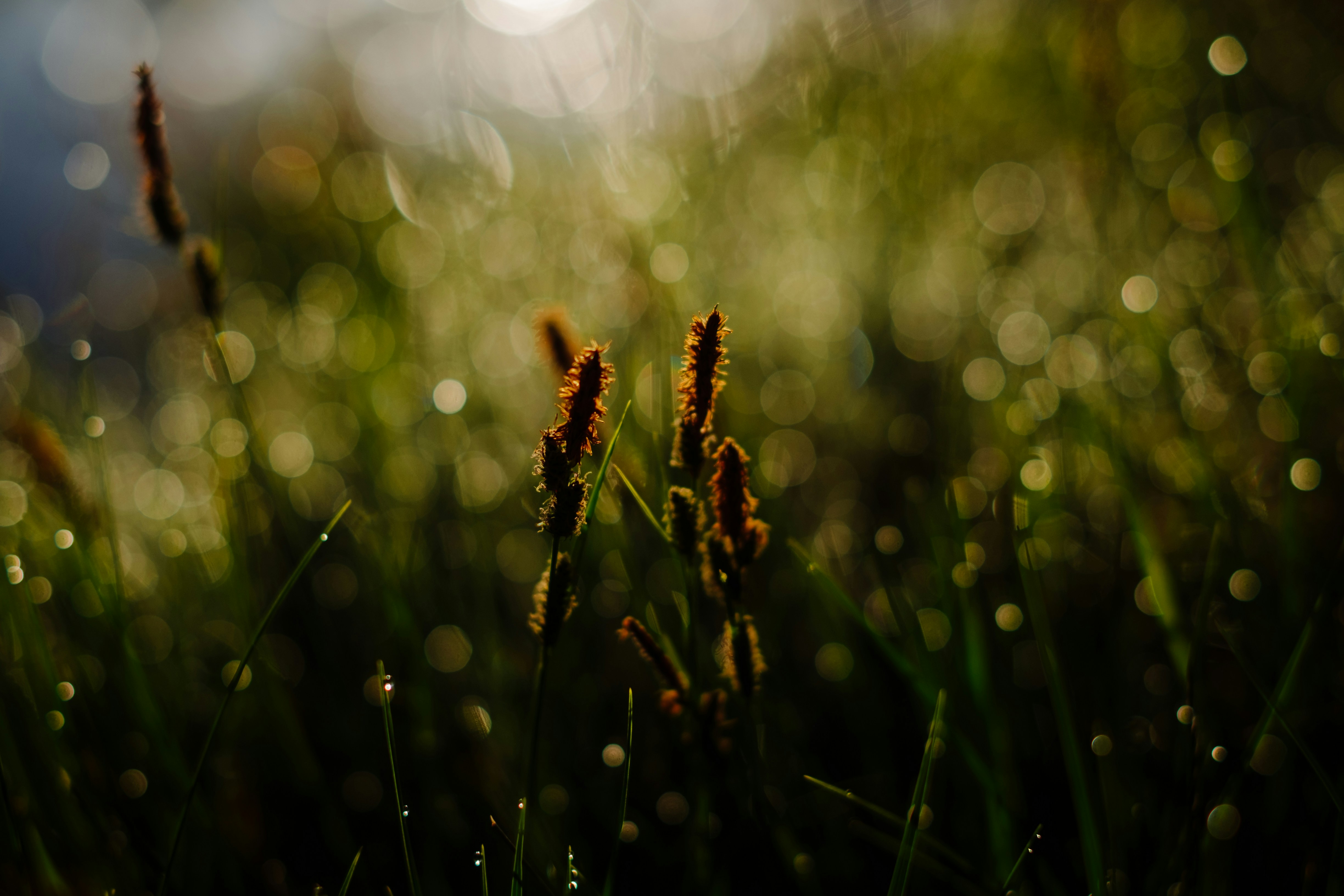 Free Unsplash photo from Thomas Millot