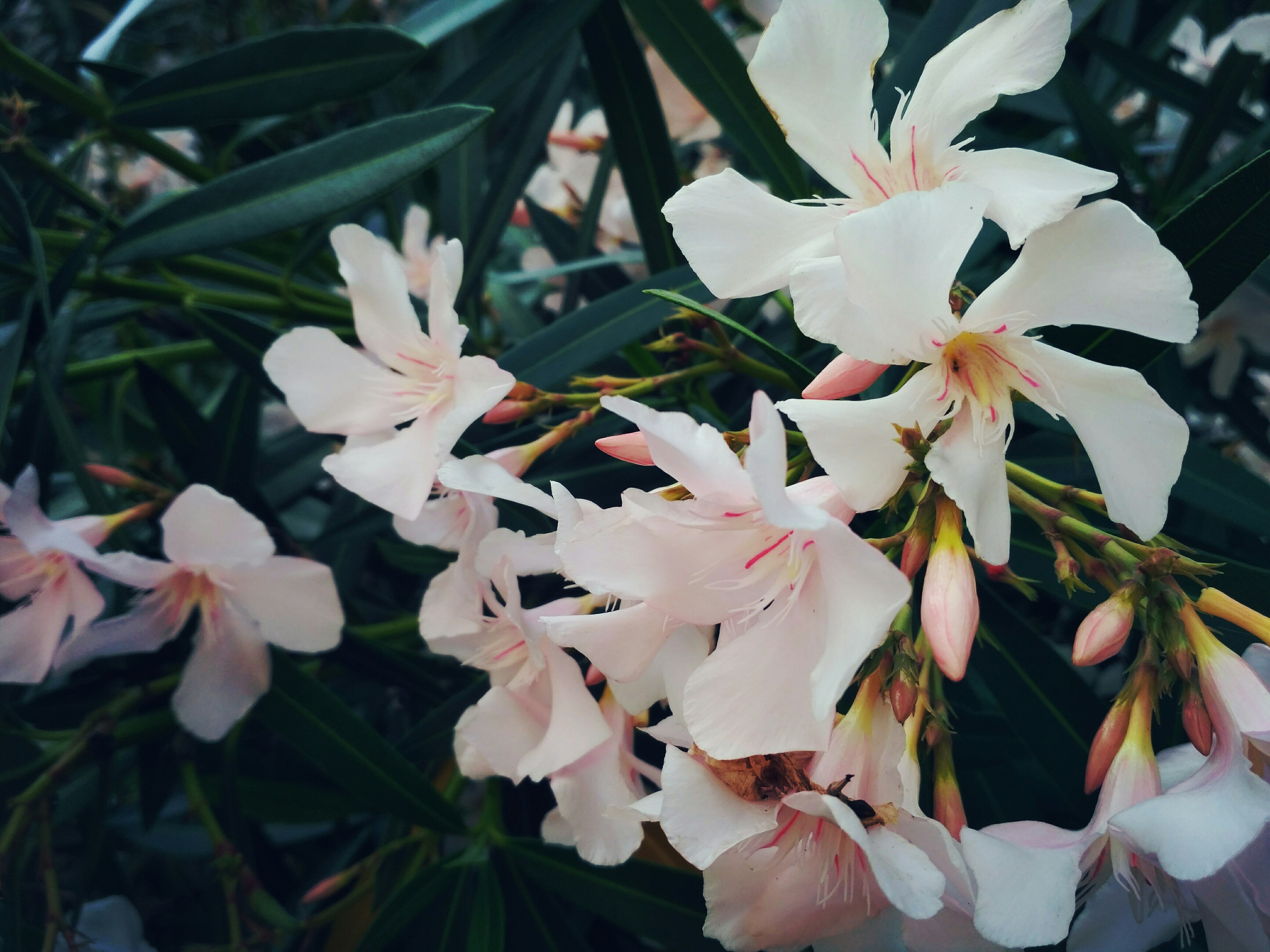 Free Unsplash photo from Marelica Del Mar