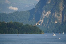 A serene landscape featuring a large lake bordered by dense green forests and majestic mountains. A bird is captured in flight over the calm waters, with several small sailboats scattered across the lake.