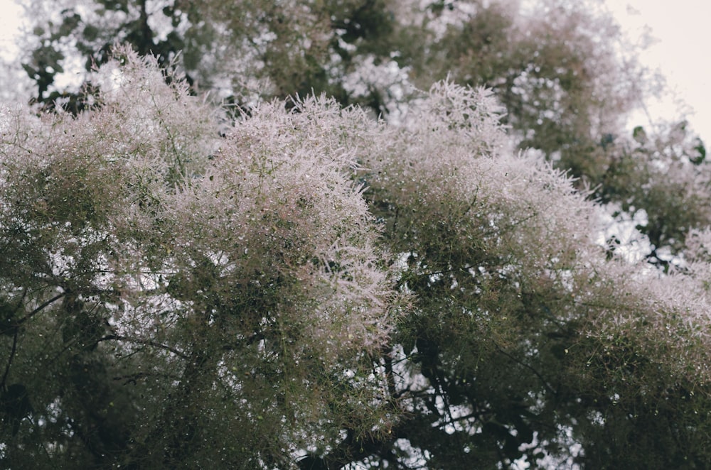 white and green tree