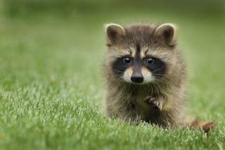 raccoon walking on lawn grass