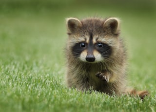 raccoon walking on lawn grass