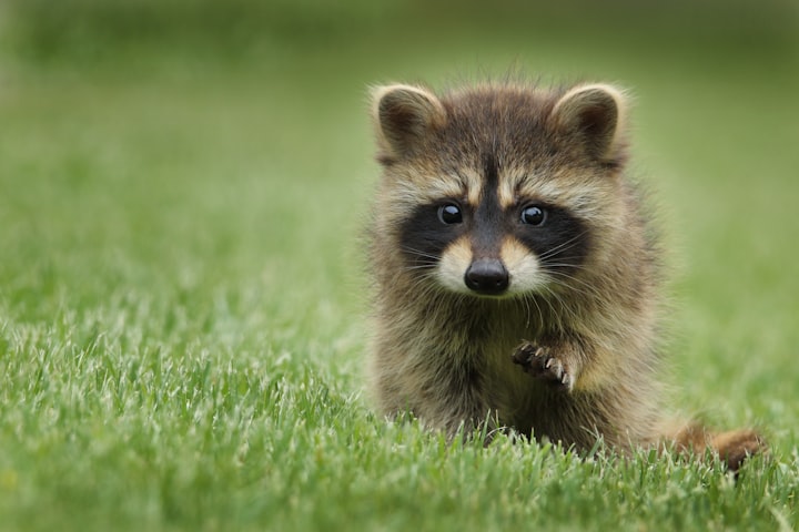 How to Get Rid of Raccoons: Removal & Control 