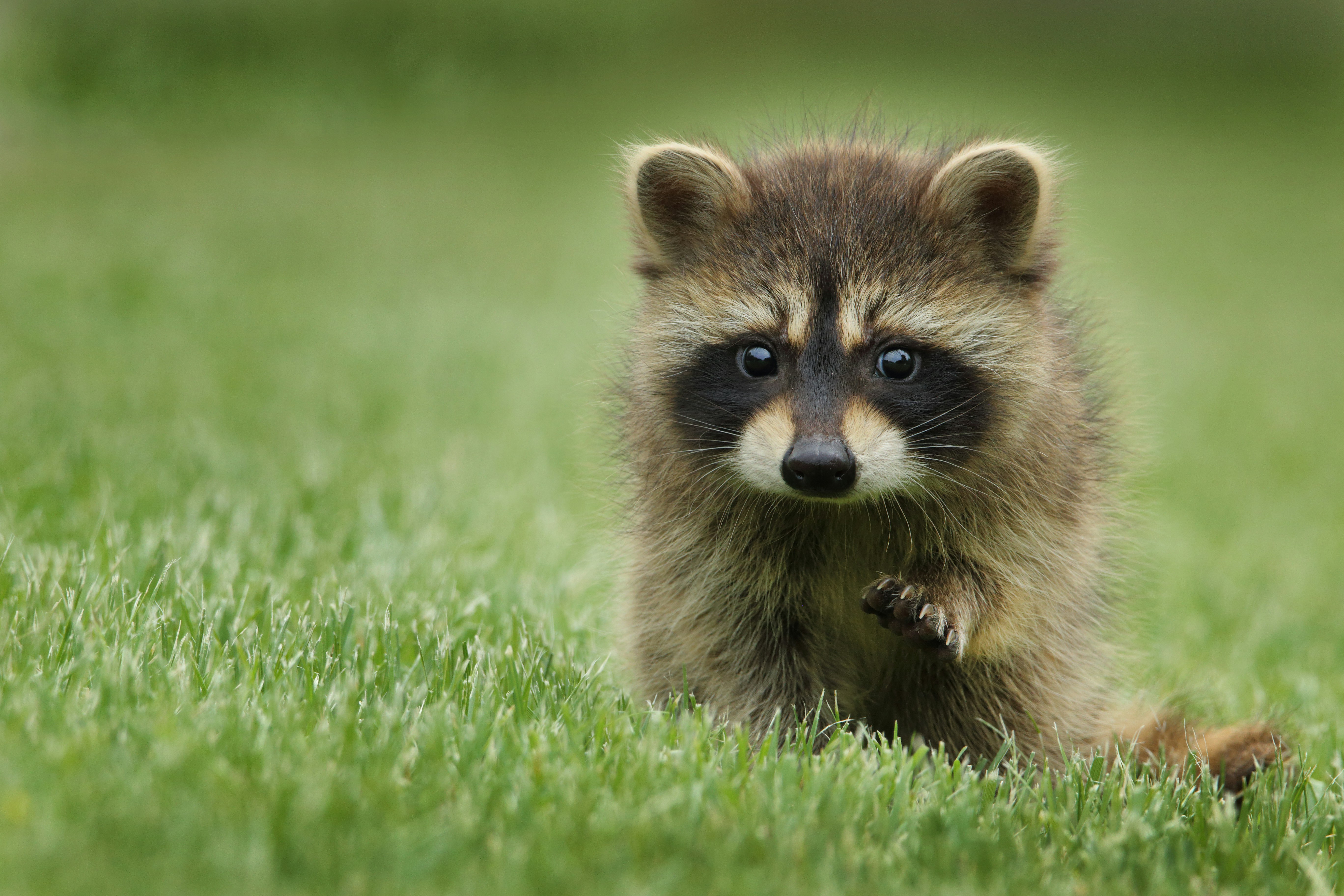 great photo recipe,how to photograph mother apparently not available, this one of two was crossing a road in a park.; raccoon walking on lawn grass