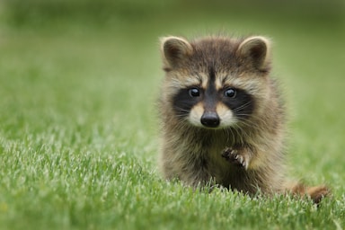 wildlife photography,how to photograph mother apparently not available, this one of two was crossing a road in a park.; raccoon walking on lawn grass