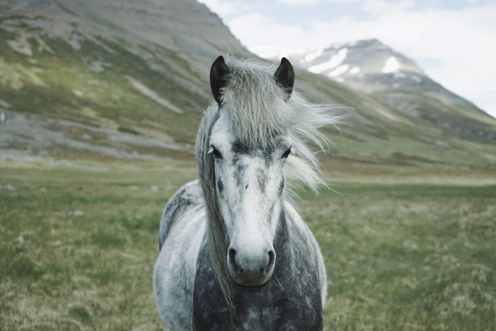 fotografia em close-up do cavalo branco e cinza em pé no campo de grama verde
