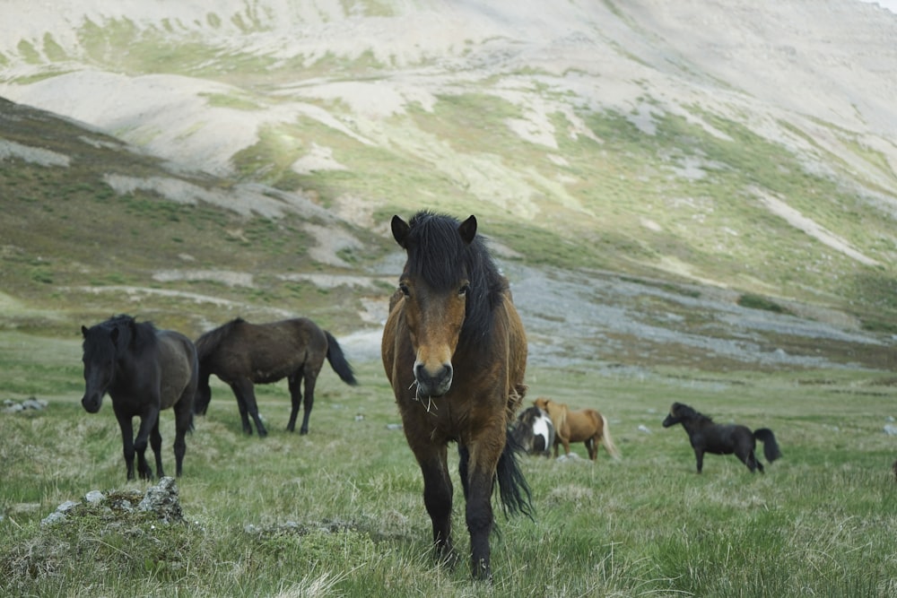 Manada de caballos en la montaña