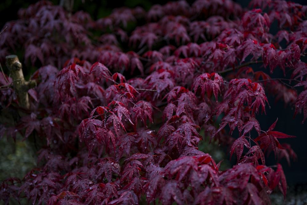 red leafed plants with dew