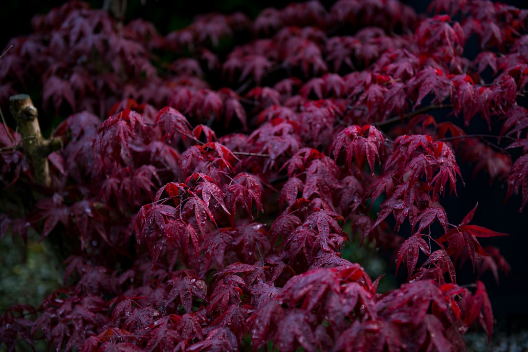 red leafed plants with dew