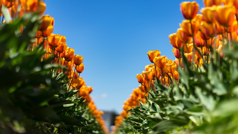 Foto von blühenden orangeblättrigen Blumen