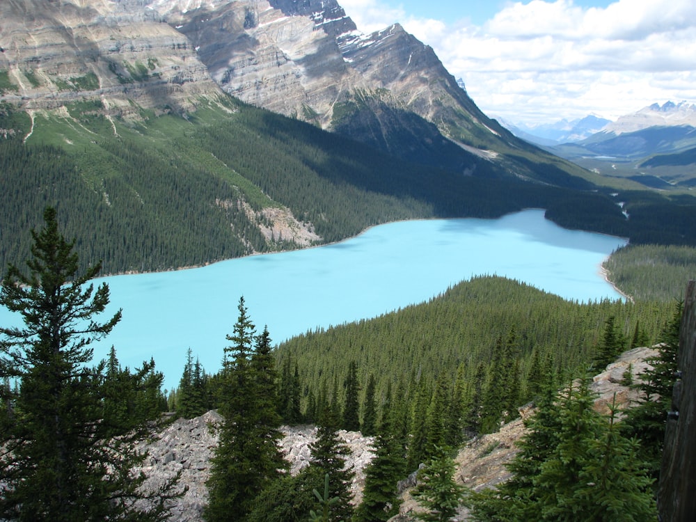 blue body of water surrounded by trees