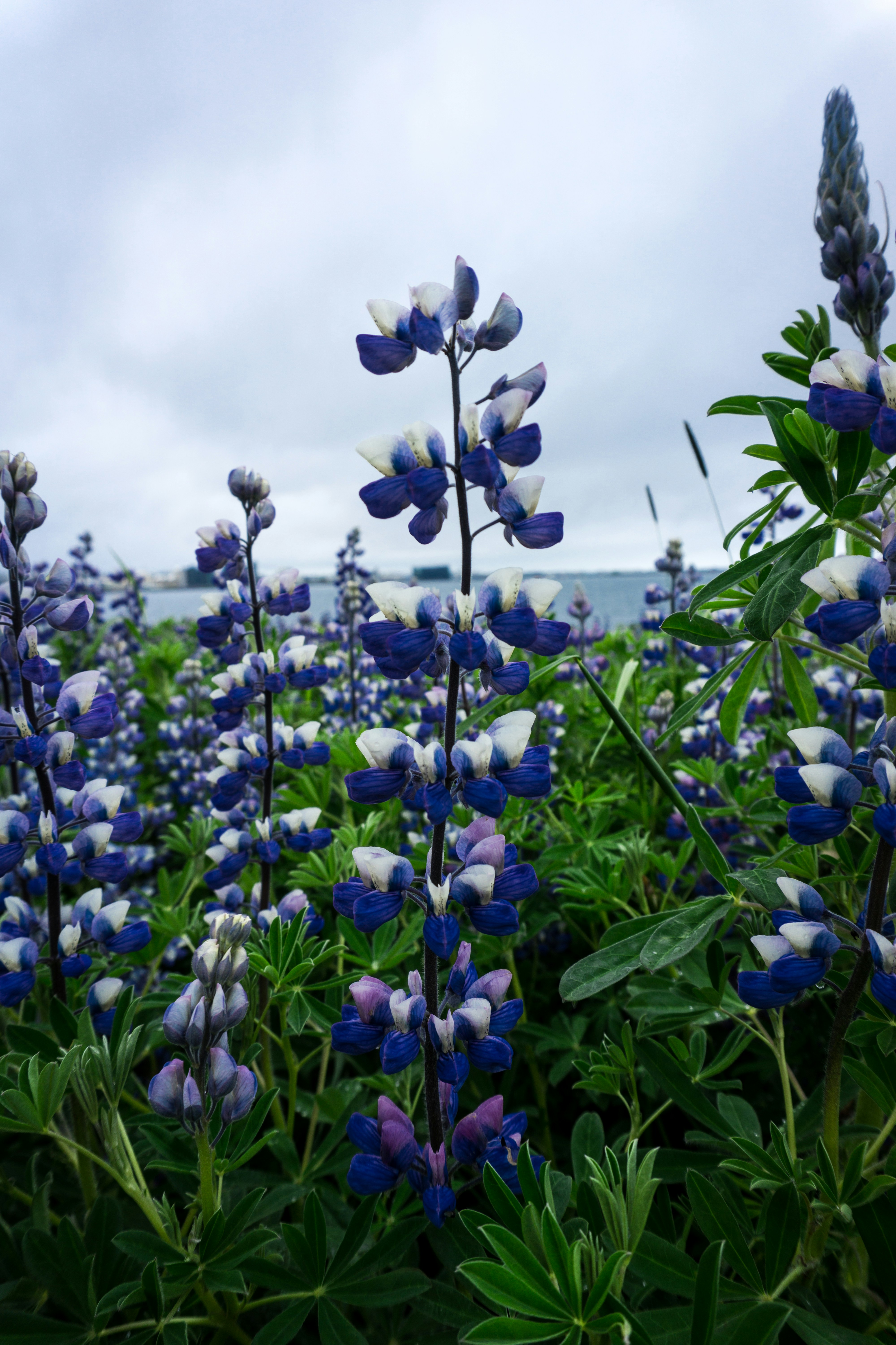 Free Unsplash photo from Haraldur Hugosson