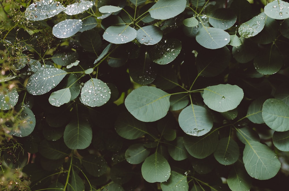 green-leafed plant